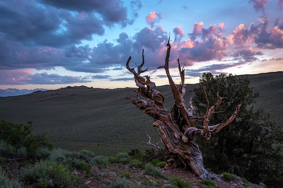 Bristlecone Pine Sunset 2 Photograph by Scott Cunningham