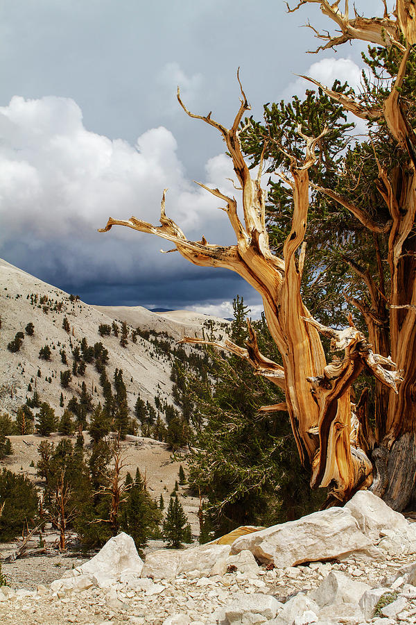 Bristlecone pine tree 8 Photograph by Duncan Selby