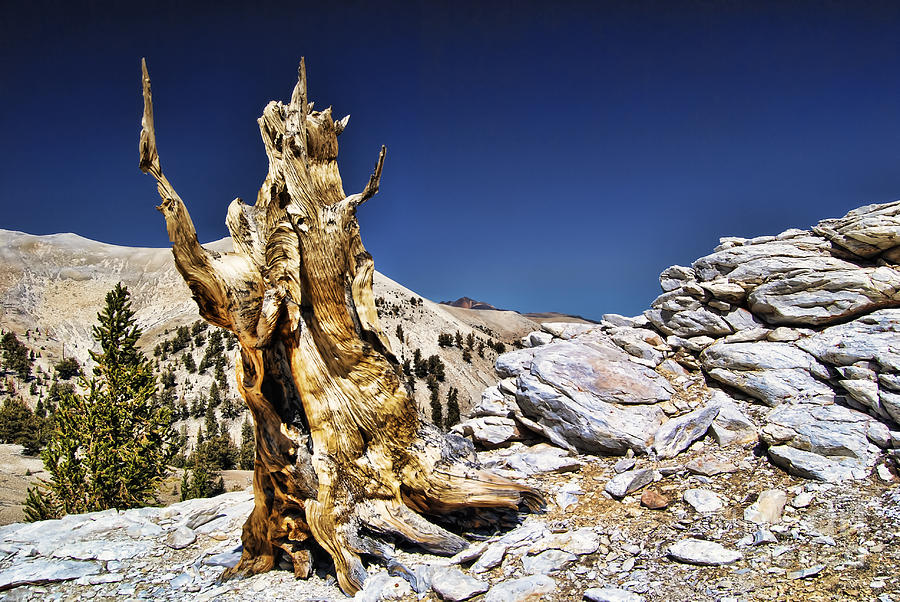 Tree Photograph - Bristlecone Pine Tree by Baywest Imaging