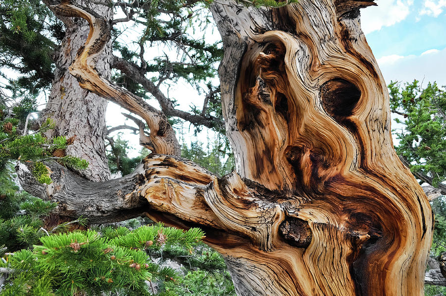 Bristlecone Pine Tree Photograph by Kyle Hanson