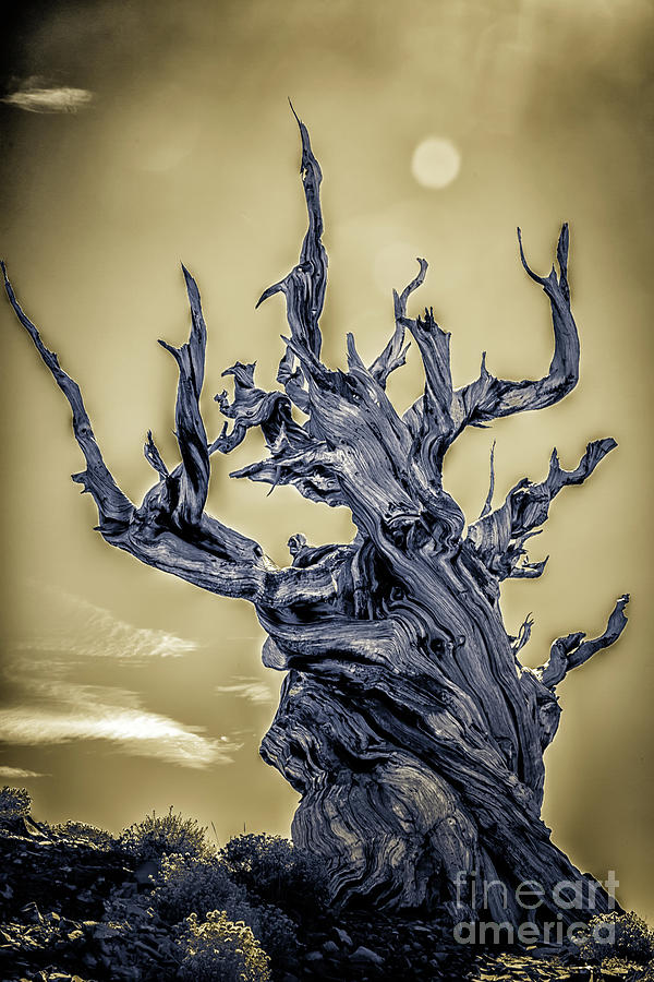 Bristlecone Pines-1 Photograph by Francine Collier