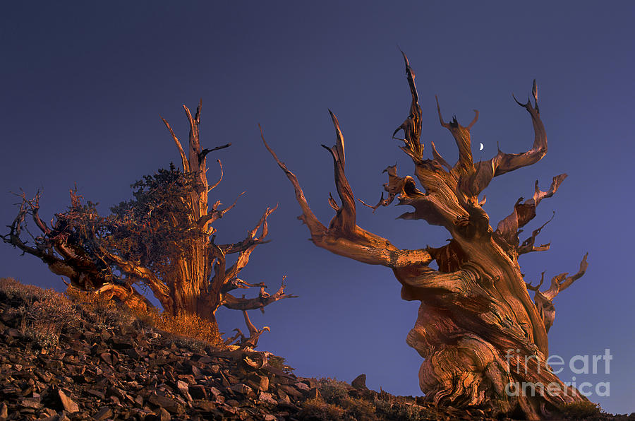 Bristlecone Pines at Sunset with a Rising Moon Photograph by Dave Welling