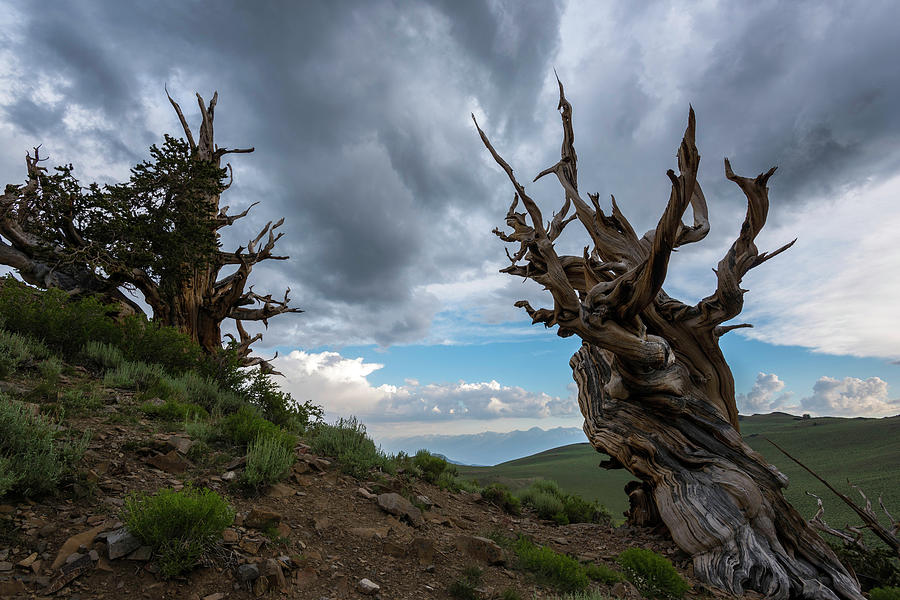 Bristlecone Pines Storm Clouds Photograph by Scott Cunningham
