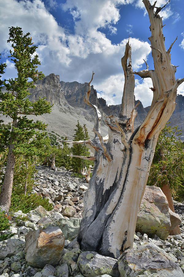 Bristlecone Photograph by Ray Mathis
