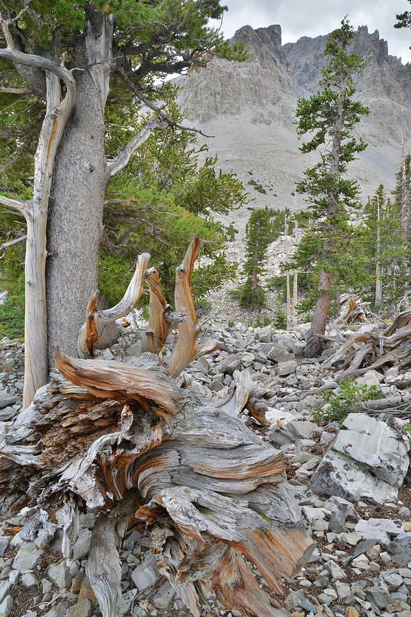 Bristlecone Roots Photograph by Ray Mathis