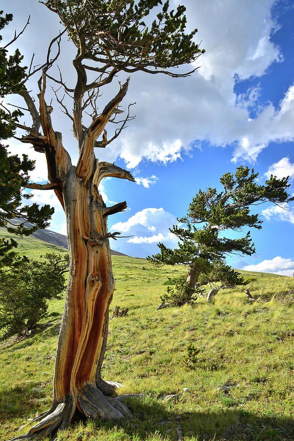 Bristlecone Scenic Area Photograph by Ray Mathis