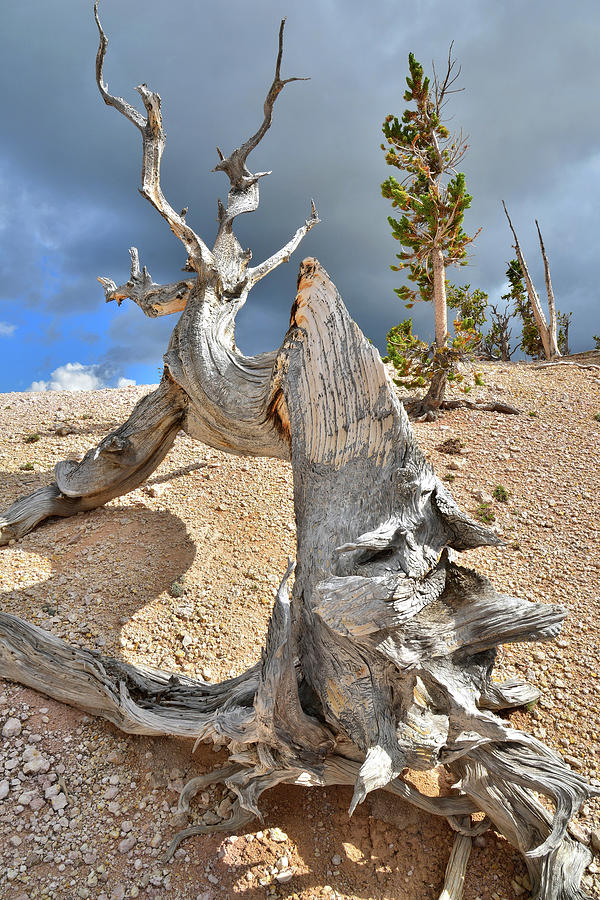 Bristlecone Spine Photograph by Ray Mathis