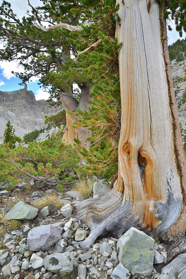 Bristlecone Trail in Great Basin Photograph by Ray Mathis