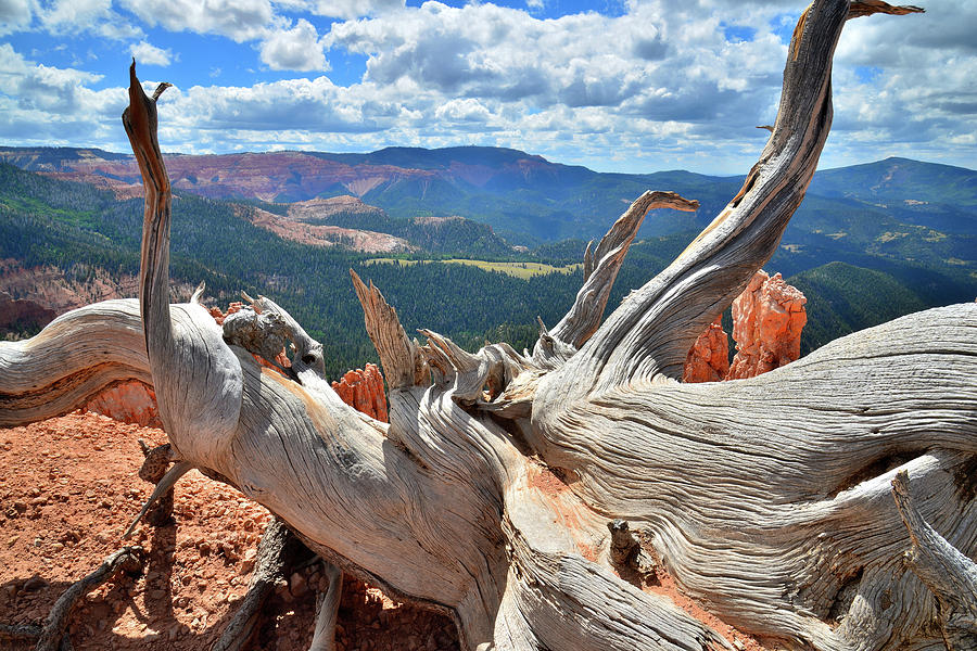 Bristlecone with a View Photograph by Ray Mathis