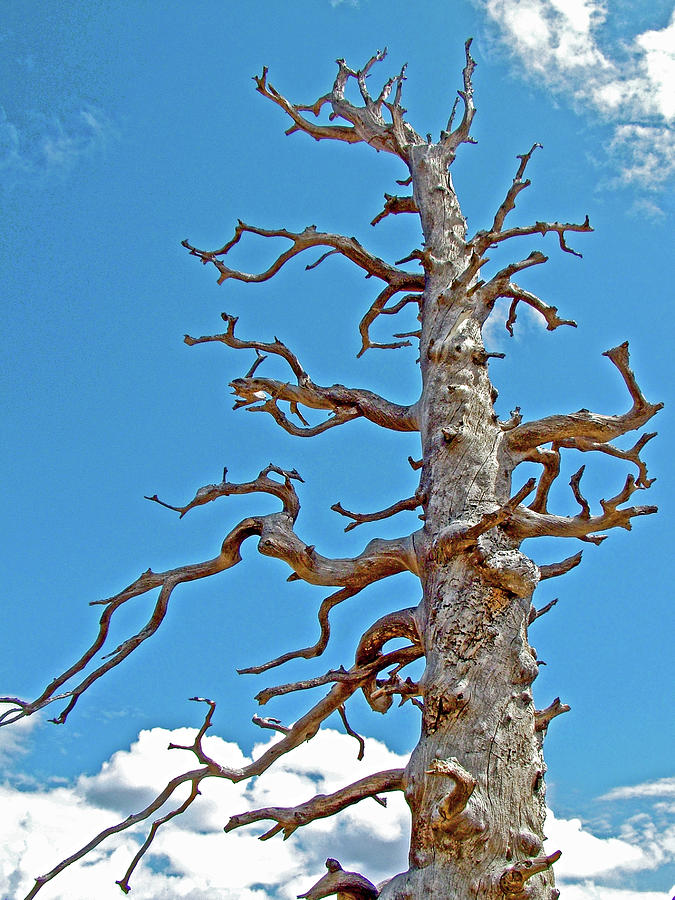  Bristlecones are the Oldest Living Thing,   Bryce Canyon National Park, Utah Photograph by Ruth Hager