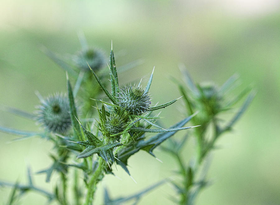 Bristly Thistle Buds Photograph by Kathy Clark