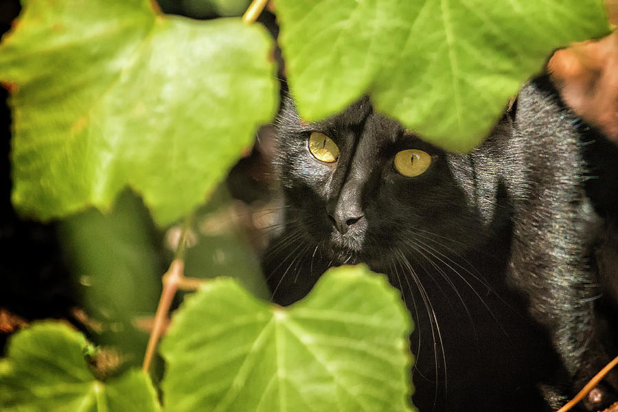 Britas Cat Photograph by Belinda Greb