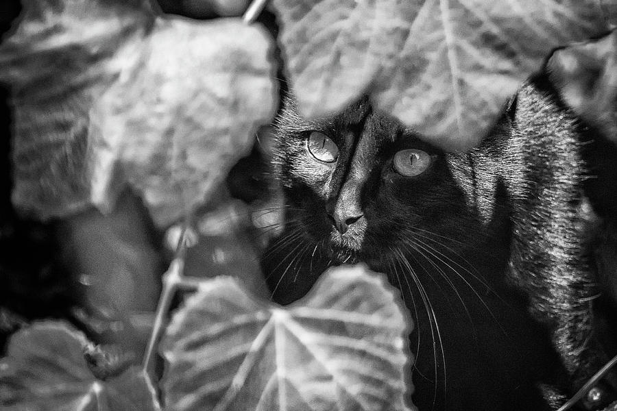 Britas Cat bw Photograph by Belinda Greb