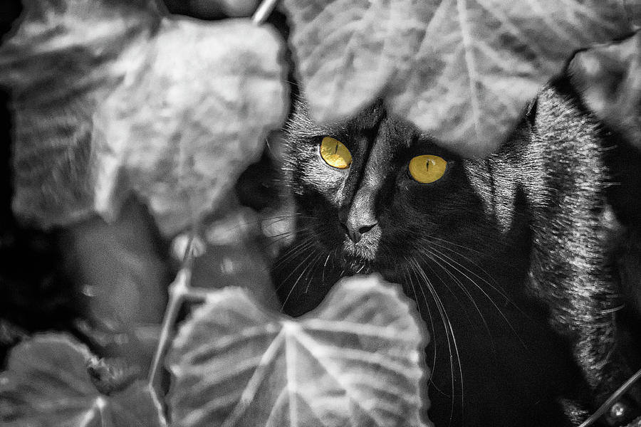 Britas Cat sbw Photograph by Belinda Greb