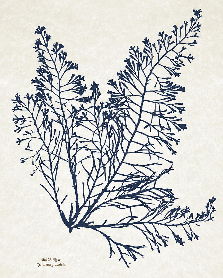 Seaweed Plant Art Mixed Media by Christina Rollo