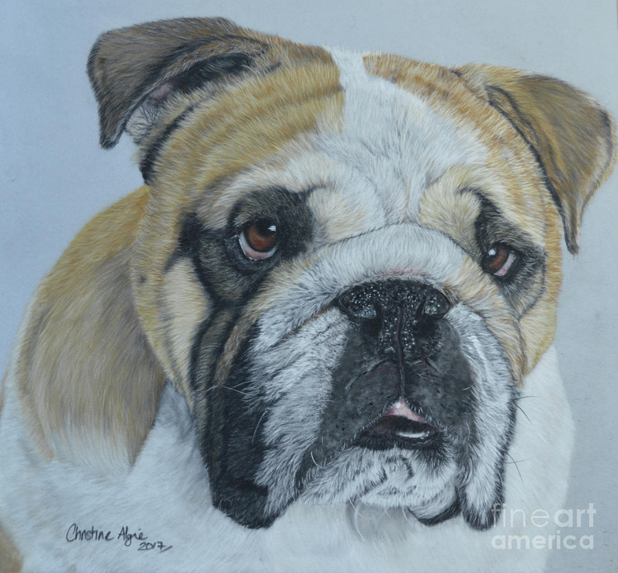 British Bulldog Painting by Christine Algie | Fine Art America