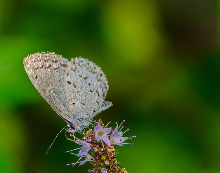 British Butterfly or Little Blue Photograph by Bruce Pritchett