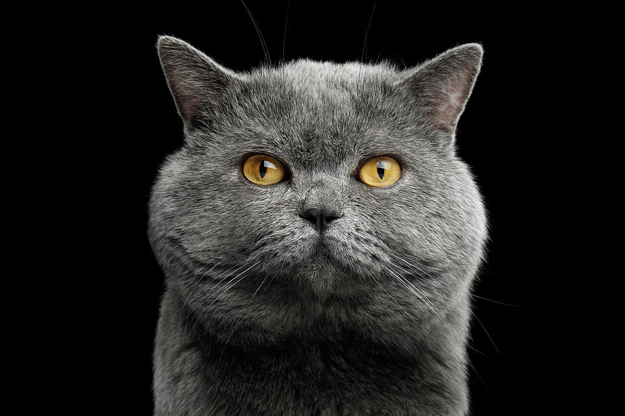 Cat Photograph - British cat with big wide face by Sergey Taran