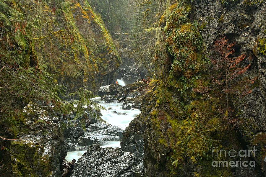 British Columbia Englishman River Canyon Photograph by Adam Jewell