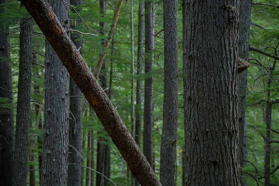 British Columbia Forest Photograph by Ryan Heffron