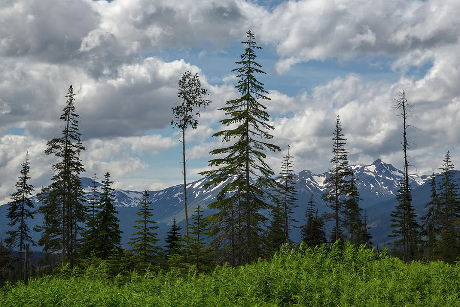 British Columbia Forests Photograph by Ryan Heffron