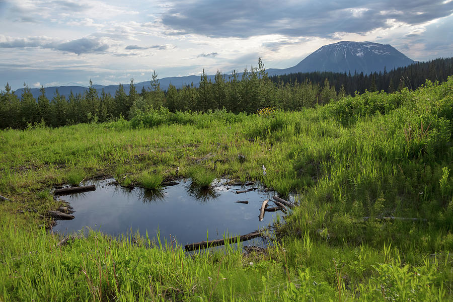 British Columbia Meadow Photograph by Ryan Heffron