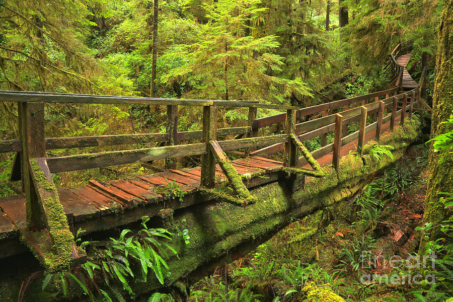 British Columbia Rainforest Bridge Photograph by Adam Jewell