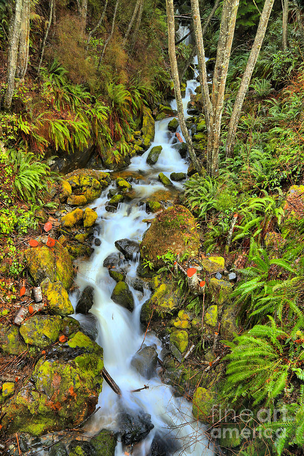 British Columbia Rainforest Falls Photograph by Adam Jewell