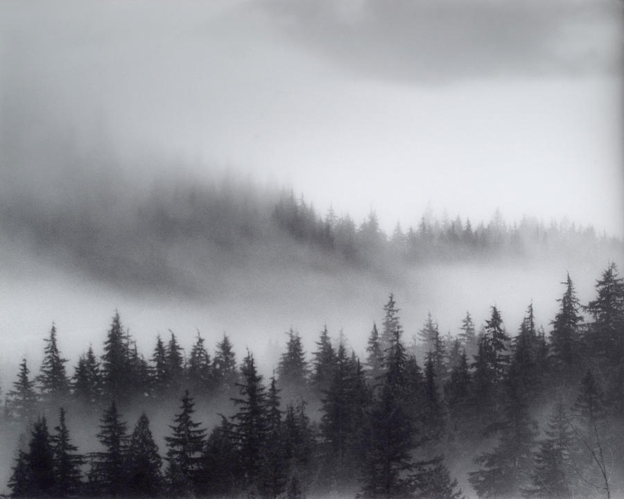 Tree Photograph - British Columbia Ridgelines by John Gilroy