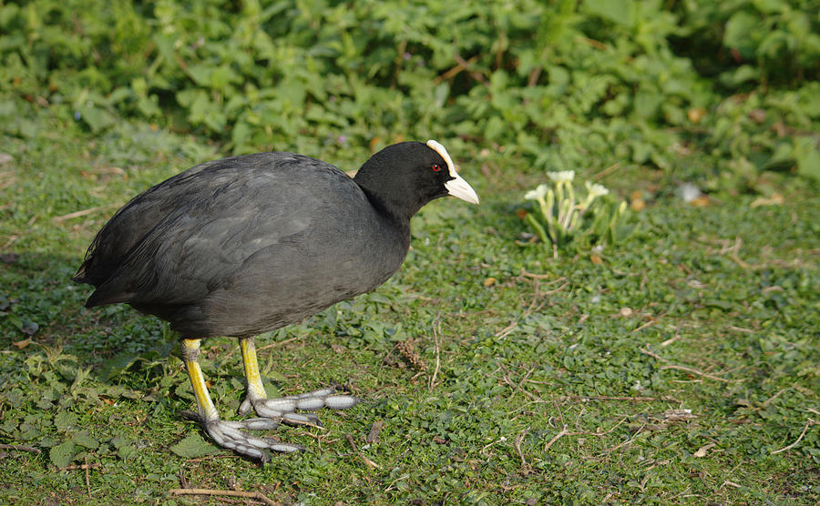 British Coot Photograph by Adrian Wale
