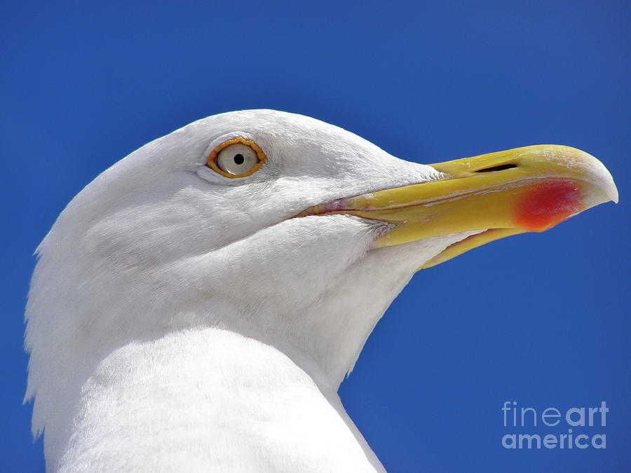 British Herring Gull Photograph by Terri Waters