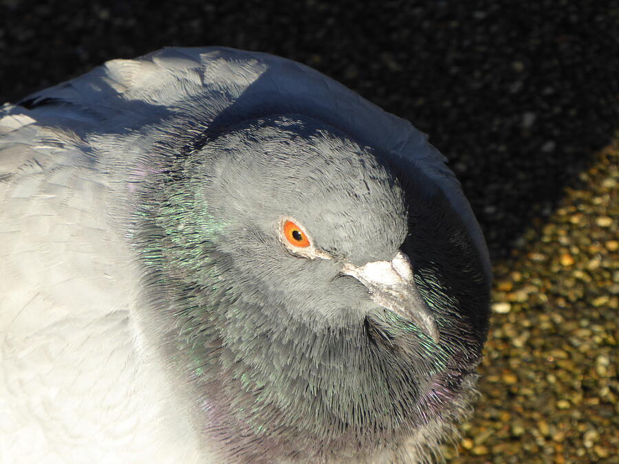 British pigeon Photograph by Margaret Brooks