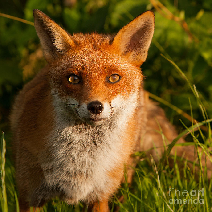 Wildlife Photograph - British Red Fox by Karl Thompson
