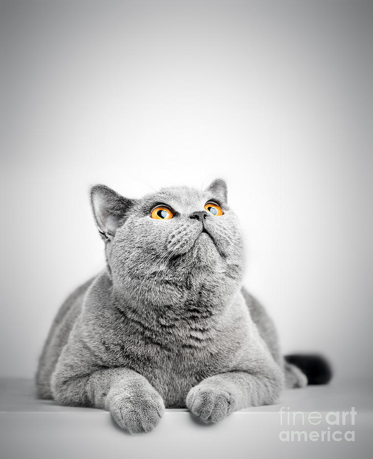 British Shorthair cat isolated on white. Looking above Photograph by Michal Bednarek