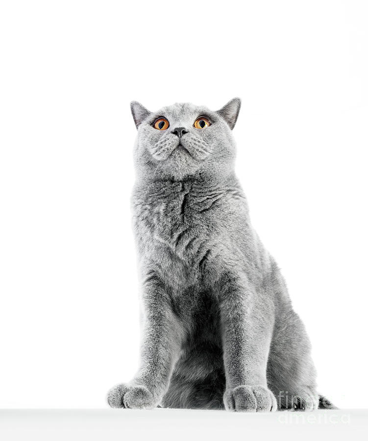 British Shorthair cat isolated on white. Sitting confident Photograph by Michal Bednarek