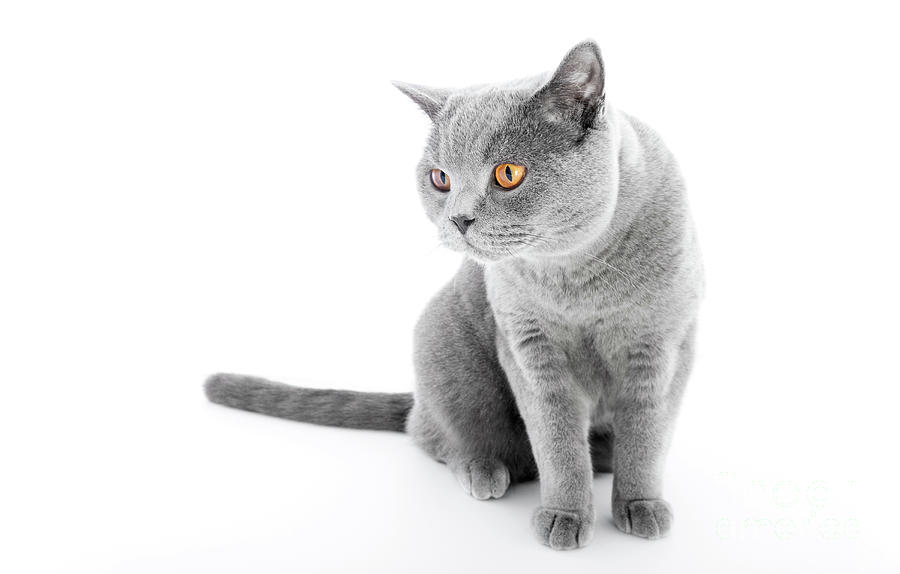 Cat Photograph - British Shorthair cat isolated on white. Sitting by Michal Bednarek