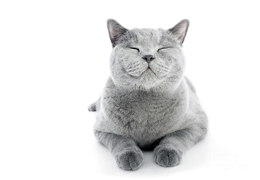 British Shorthair cat isolated on white. Smiling Photograph by Michal Bednarek