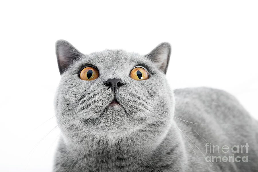 British Shorthair cat isolated on white. Surprised Photograph by Michal Bednarek