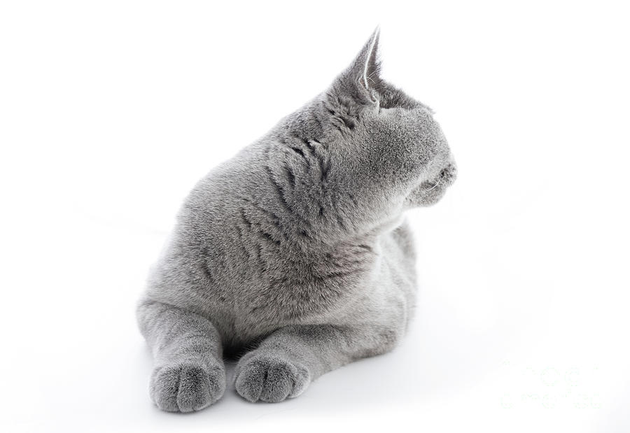 British Shorthair cat isolated on white. Turning back Photograph by Michal Bednarek