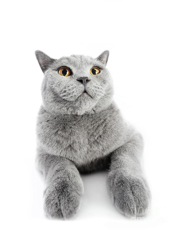 British Shorthair cat isolated on white. Wide angle Photograph by Michal Bednarek
