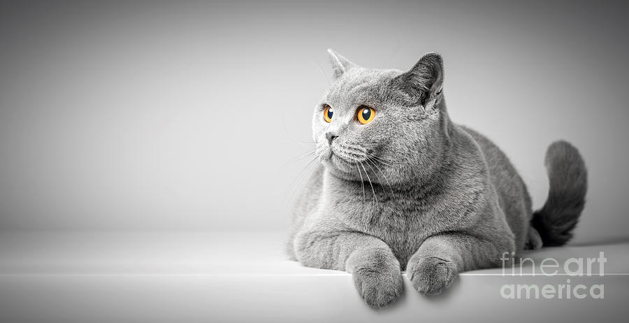 British Shorthair cat lying on white table. Copy-space Photograph by Michal Bednarek