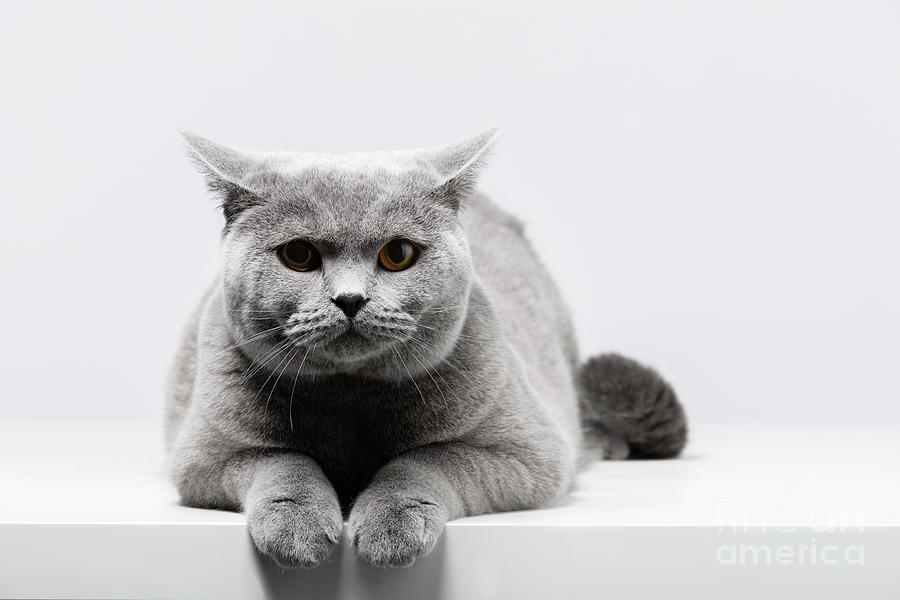 British Shorthair cat lying on white table Photograph by Michal Bednarek