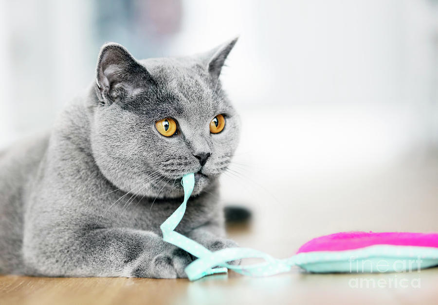 British Shorthair cat playing with a toy Photograph by Michal Bednarek