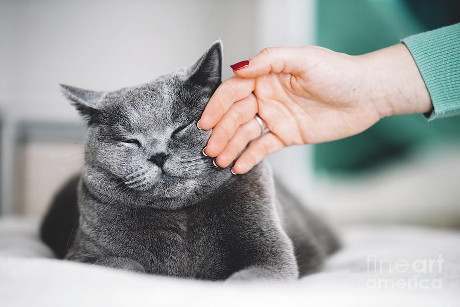 British shorthair cat stroked by a woman Photograph by Michal Bednarek