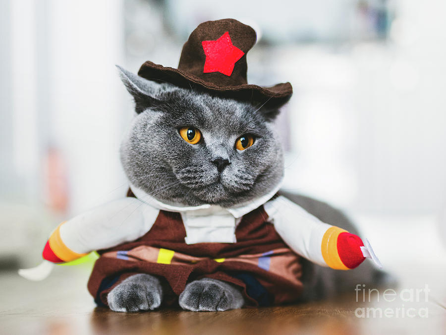 British shorthair cat wearing a funny costume Photograph by Michal Bednarek