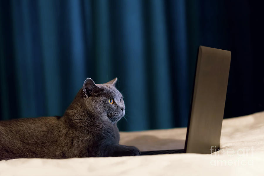 British Shorthair cat working on laptop Photograph by Michal Bednarek
