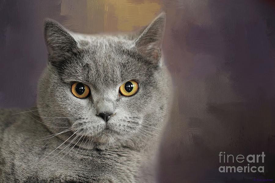Cat Photograph - British Shorthair Portrait by Eva Lechner