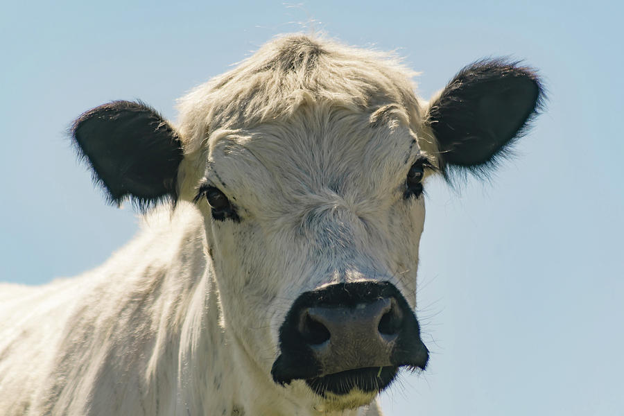 British White cow Photograph by Warren Bourne - Fine Art America