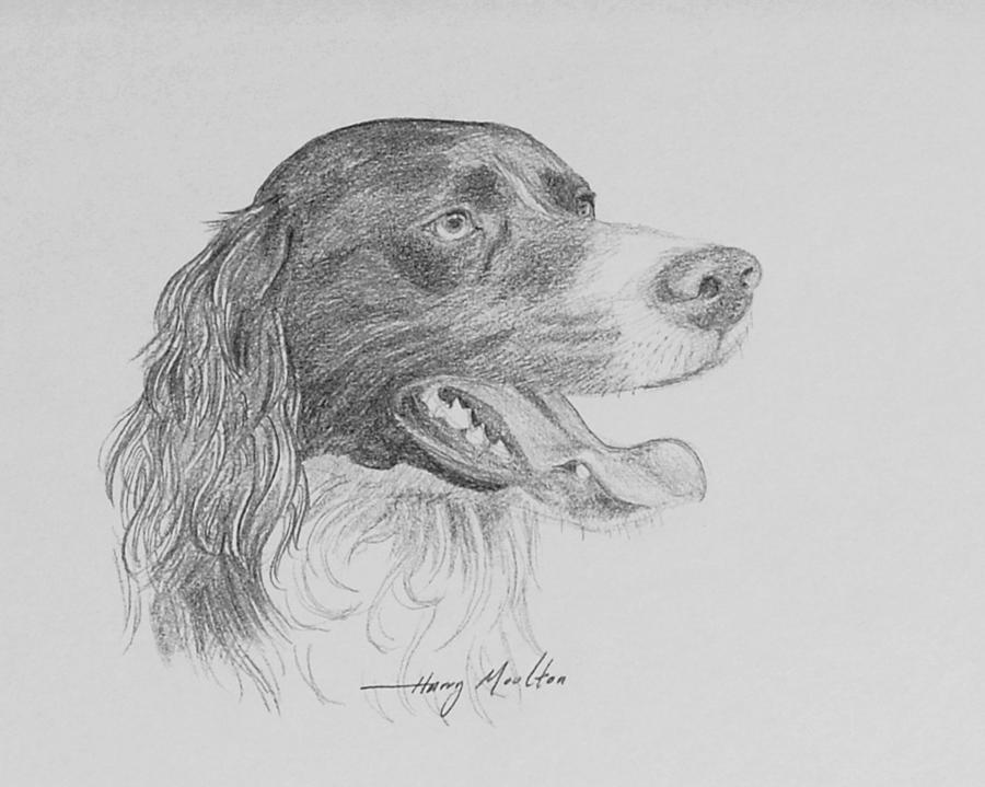 Brittany Spaniel Drawing by Harry Moulton