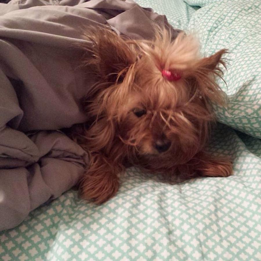 Yorkie Photograph - @brittany.putman Has The Most Adorable by Caitlin Johnson